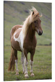 Aluminium print Iceland horse