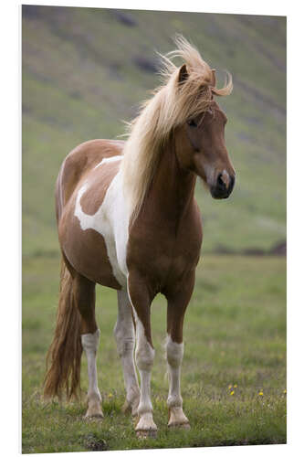 PVC print Iceland horse