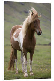 Tableau en plexi-alu Cheval islandais