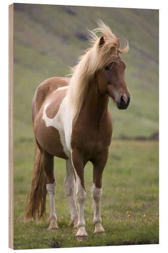 Hout print Iceland horse