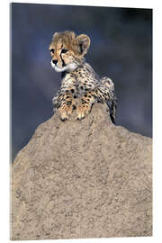 Akryylilasitaulu Cheetah baby on a stone