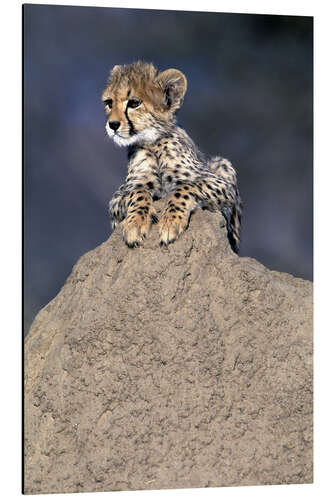 Aluminium print Cheetah baby on a stone