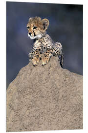 Foam board print Cheetah baby on a stone