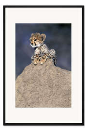 Gerahmter Kunstdruck Gepardbaby auf einem Stein