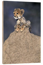 Wood print Cheetah baby on a stone