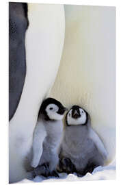 Foam board print Emperor penguin with chicks