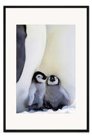 Gerahmter Kunstdruck Kaiserpinguin mit Küken