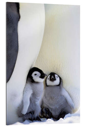 Gallery print Emperor penguin with chicks