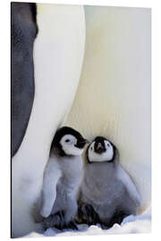 Magnettafel Kaiserpinguin mit Küken