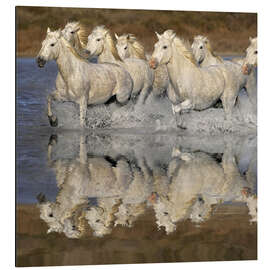 Aluminium print Camargue horses in the water