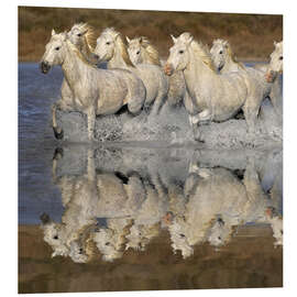 Foam board print Camargue horses in the water