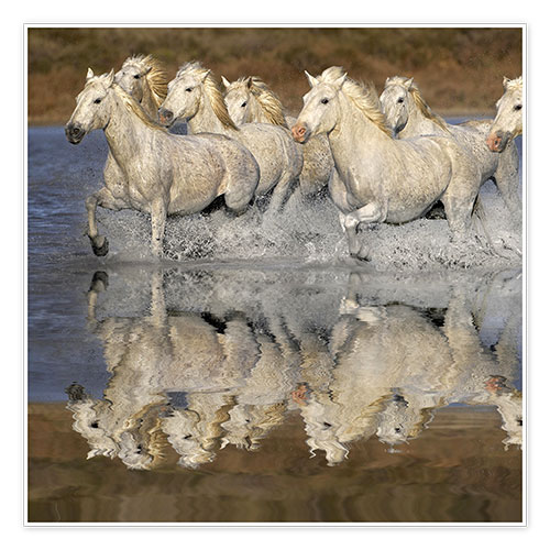 Poster Camargue horses in the water