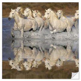 Selvklæbende plakat Camargue horses in the water