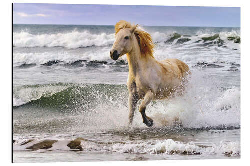 Aluminium print Camargue horse between waves