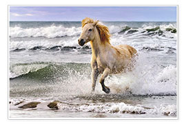 Print  Camargue horse between waves - Adam Jones