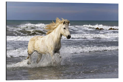 Aluminiumtavla Camargue horse in the surf