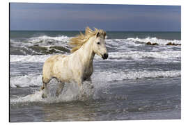 Aluminium print Camargue horse in the surf