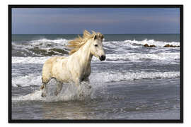 Gerahmter Kunstdruck Camarguepferd in der Brandung