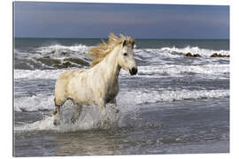 Gallery print Camargue horse in the surf