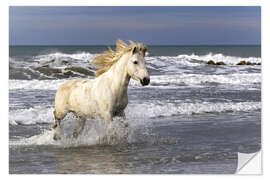 Selvklebende plakat Camargue horse in the surf