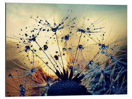 Print på aluminium Dandelion in the sunset