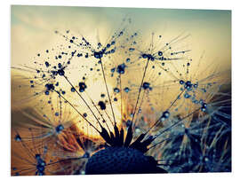 Foam board print Dandelion in the sunset