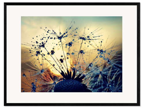 Gerahmter Kunstdruck Pusteblume im Sonnenuntergang 