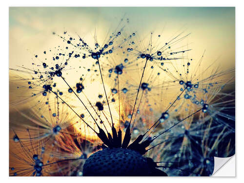 Wall sticker Dandelion in the sunset