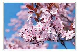 Poster pink cherry blossom