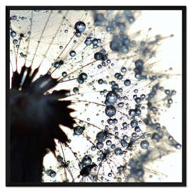 Gerahmter Kunstdruck Pusteblume Wassertropfen rund