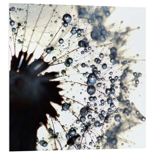 Stampa su PVC Dandelion drops of water around