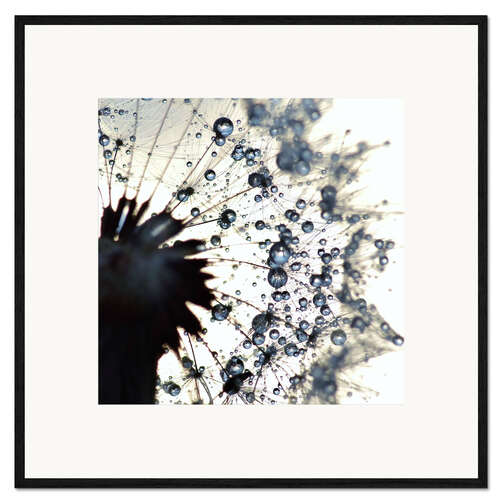 Framed art print Dandelion drops of water around