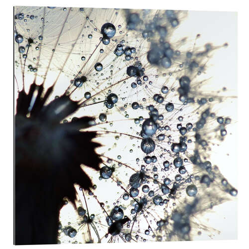 Gallery print Dandelion drops of water around