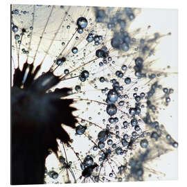 Magnettafel Pusteblume Wassertropfen rund