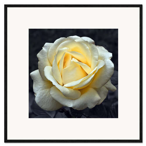 Gerahmter Kunstdruck Romantische Rose