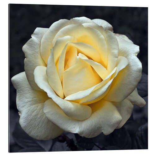 Galleriprint Rose