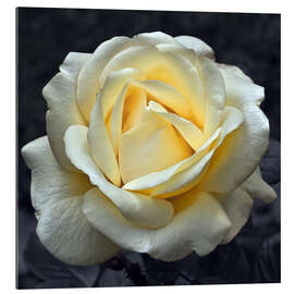 Galleriprint Rose