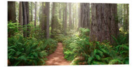 Foam board print Redwoods Magic