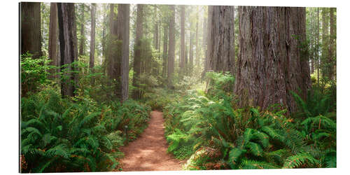 Gallery print Redwoods Magic