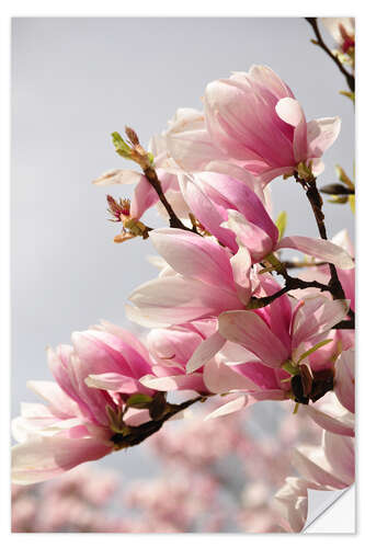 Wall sticker Magnolia