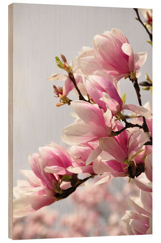 Trebilde Magnolia