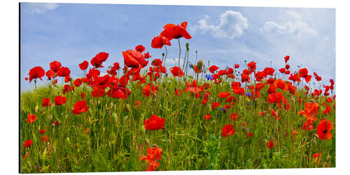 Aluminium print Poppies Panoramic