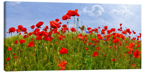 Leinwandbild Mohnblumen Panorama