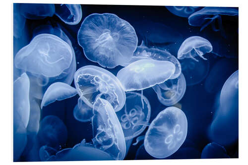 PVC-taulu Floating Jellyfish