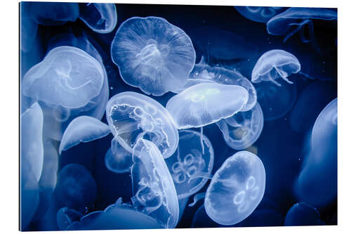 Gallery print Floating Jellyfish