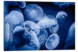 Magnettafel Schwebende Quallen