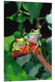 Foam board print Rotaugenlaubfrosch-couple