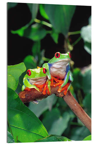 Stampa su plexi-alluminio Rotaugenlaubfrosch-couple