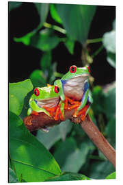 Magnettafel Rotaugenlaubfrosch-Pärchen