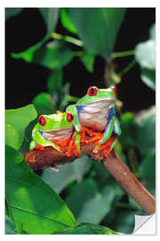 Selvklebende plakat Rotaugenlaubfrosch-couple